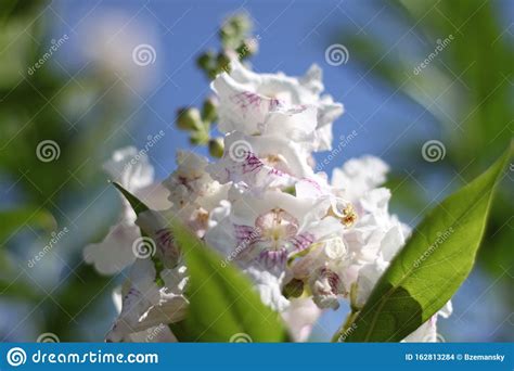 Chitipalta flowers 0476 stock photo. Image of blossom - 162813284