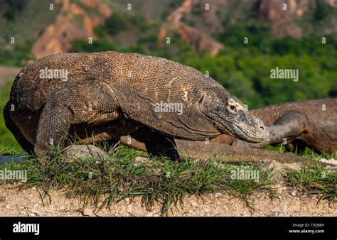 Komodo Dragon Close Up Portrait Scientific Name Varanus Komodoensis