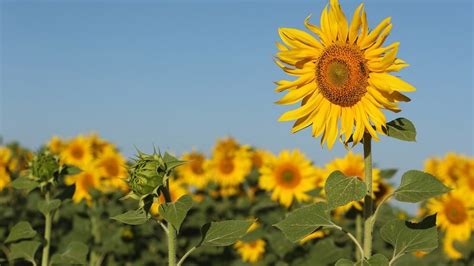 Total Imagen Historia Del Girasol Abzlocal Mx