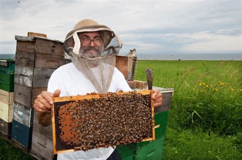 L apiculture au Canada et au Québec récolte et production