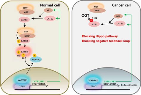 O Glcnacylation On Lats2 Disrupts The Hippo Pathway By Inhibiting Its