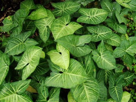 Singonio O Ala De Ngel Syngonium Podophyllum