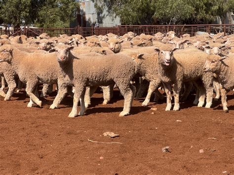 Lot Mixed Sex Suckers AuctionsPlus