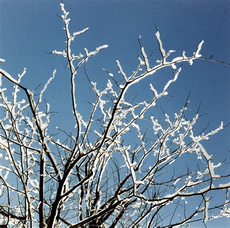 无人横图室外白天仰视旅游度假美景雪植物大雪霜冻瑞典欧洲阴影光线影子积雪景观雪景冬季冬天枝条娱乐