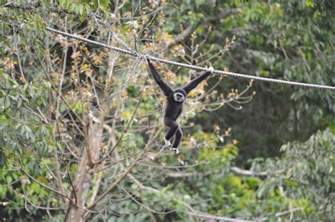 Gibbon Brachiating Across A Si Image Eurekalert Science News Releases