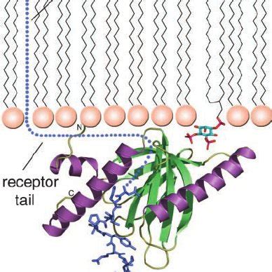 Schematic Representation Of The Seven Mammalian LDL Receptor LDLR