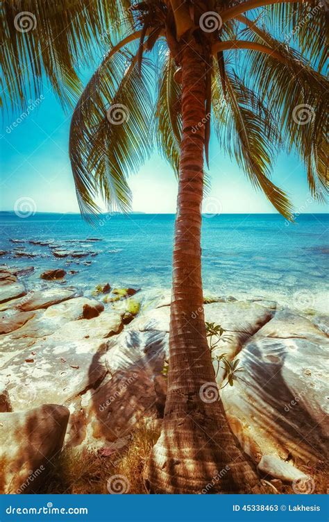 Beau Jour Ensoleill La Plage Tropicale Avec Le Palmier Image Stock