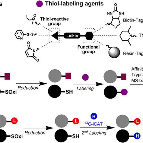 Thiol Redox Modifications A Protein Thiol Oxidation By Ros Can Lead