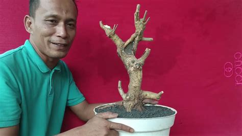 SEMUA BISA NEGO CEK HARGA BAHAN DAN BONSAI BERKARAKTER PROSPEK DI MAS