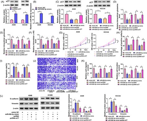 Overexpression Of XCT Could Recover MiR6563purged Impacts On NSCLC