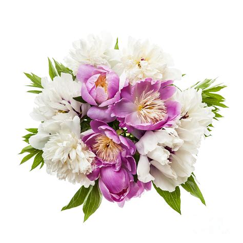 Peony flower bouquet Photograph by Elena Elisseeva