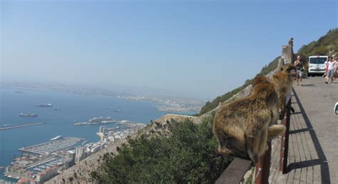 Gibraltar Upper Rock Walking Tour Gibraltar Freetour