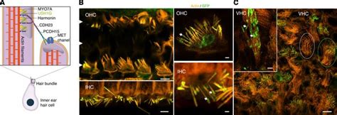 Jci Insight Extended Time Frame For Restoring Inner Ear Function