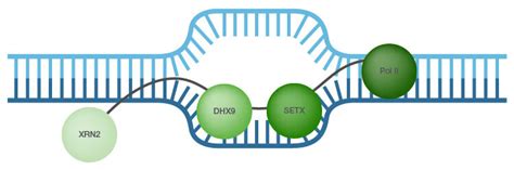 R Loops Key Role In Cancer Research Bio Rad