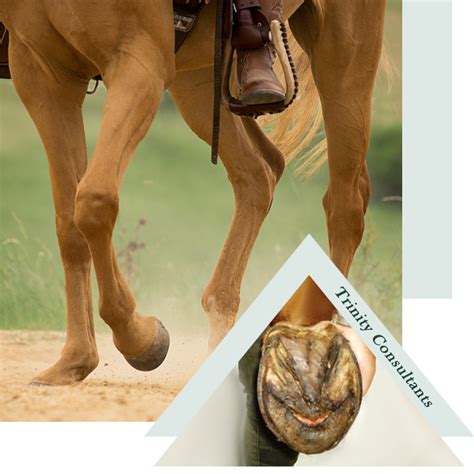 Everything You Need To Know About Laminitis — Irongate Equine Clinic