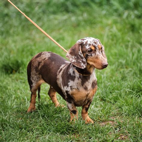 Teckel arlequín un precioso perro salchicha con el pelo cubierto de