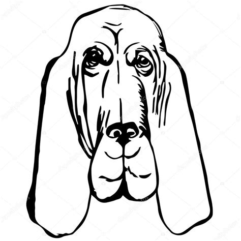 Graphic Vector Illustration Of Bloodhound Dog Isolated Vector Dog