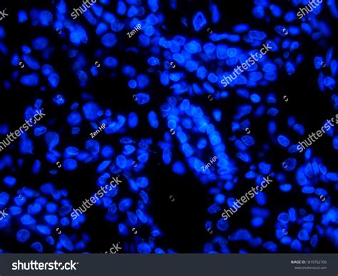 Cell Nuclei Stained Dapi Photographed By Stock Photo