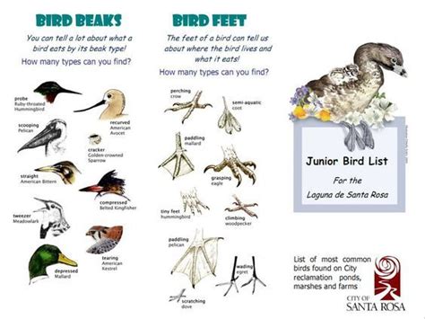 Types Of Bird Beaks And Feet And What They Are Used For Adaptation Pinterest Bird Summer