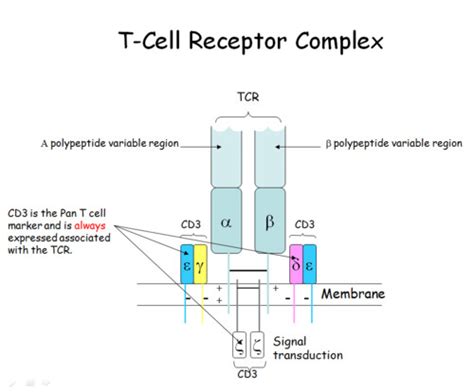 IM 12 T Cell Maturation Activation Flashcards Quizlet