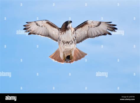 Red-Tailed Hawk Carrying Prey Stock Photo - Alamy