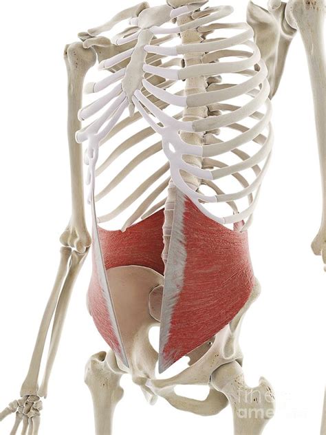 Internal Oblique Abdominal Muscle 1 By Science Photo Library