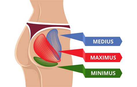 Most Effective Gluteus Maximus Exercises