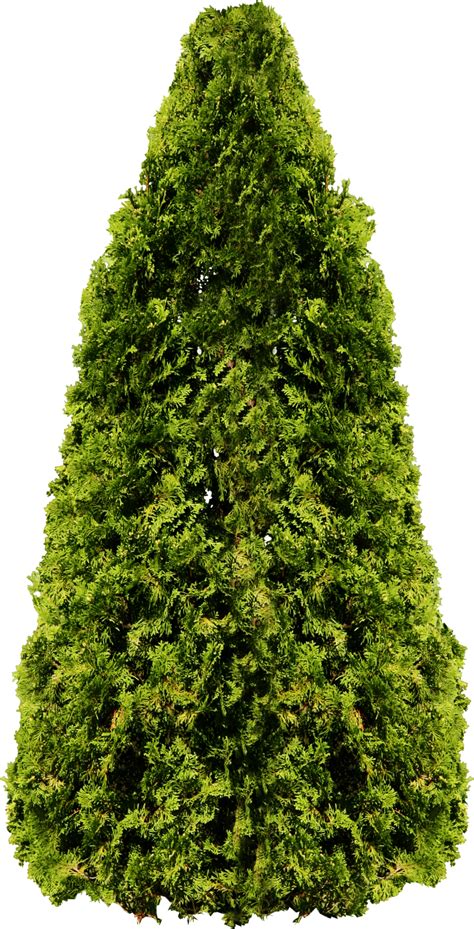 Fir Tree PNG Image