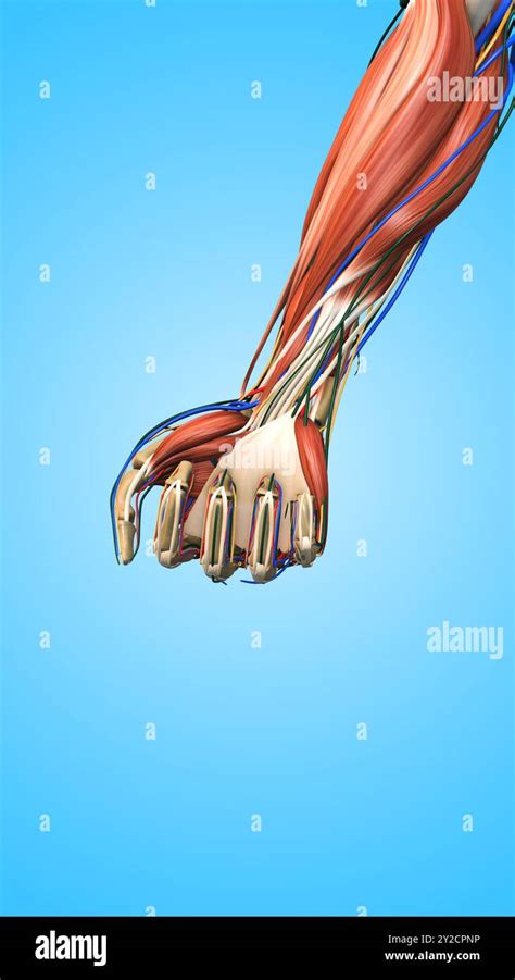 Forearm Muscles Hi Res Stock Photography And Images Alamy