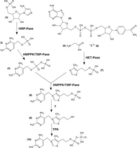 Thiamine Metabolism Pathway | Semantic Scholar