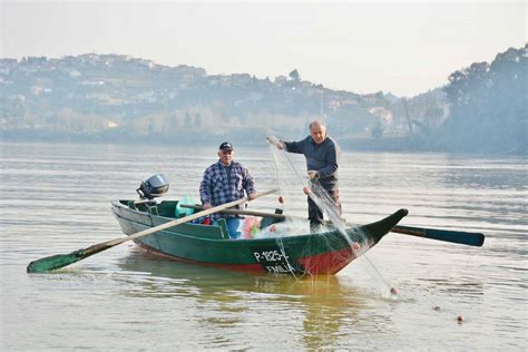 Há cada vez mais lampreia capturada no Douro e registada em Ribeira de