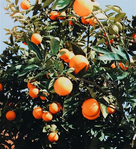 Orange Orangetree Nature Spring Naturelovers Green Greenery