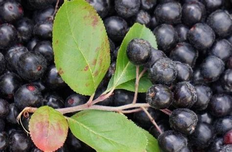 Aronia Berry Health Benefits - Health Advisor