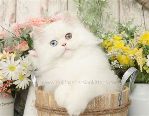 Stuart Little White Male Bi Eyed Persian Kitten For Salepersian