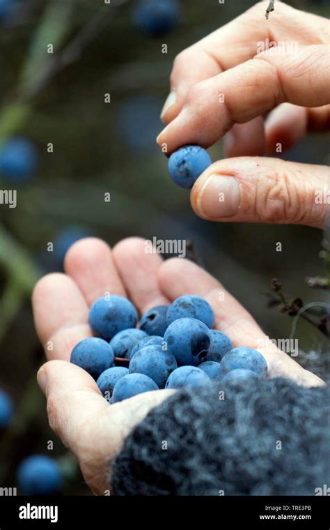 Blackthorn Sloe Prunus Spinosa Woman Collecting Fruits Of