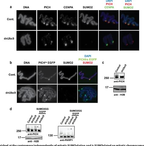 Figure From Sumoylation Regulates Polo Like Kinase Interacting