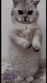 Beat To Koto Nai Oh Dancing Cat GIF - Beat to koto nai oh Beat to koto ...