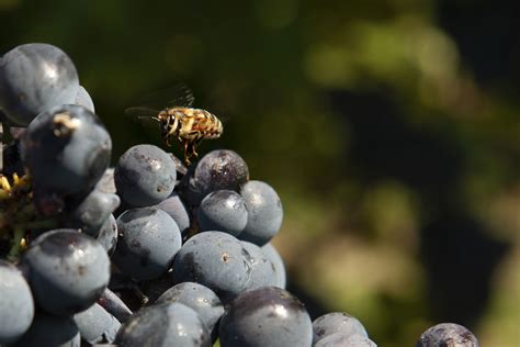 Biodiversity Conti Degli Azzoni