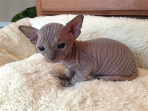 20 Photos That Prove Hairless Kittens Are Just Adorable Wrinkly Aliens