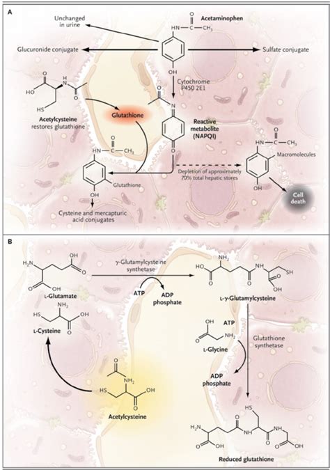 The Metabolism Of Acetaminophen And The Synthesis Of Glutathione