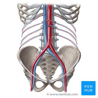 Nerven Gefäße und Lymphabfluss des Abdomens Anatomie Kenhub