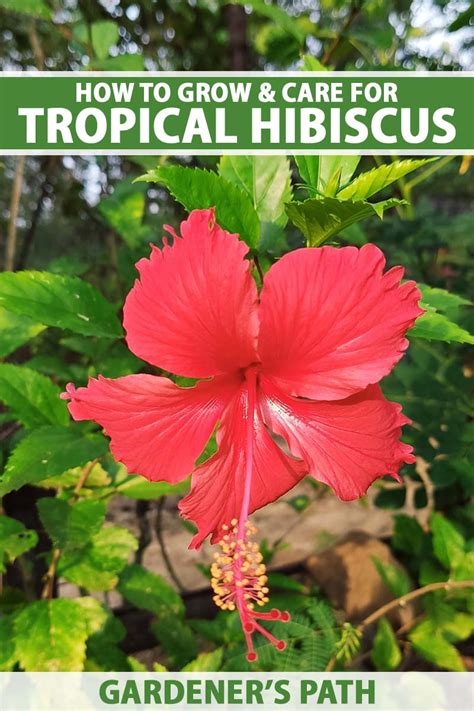 How To Grow And Care For Tropical Hibiscus Gardeners Path