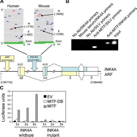 Mitf Regulates P Ink A And Rb In Normal Melanocytes But Not In