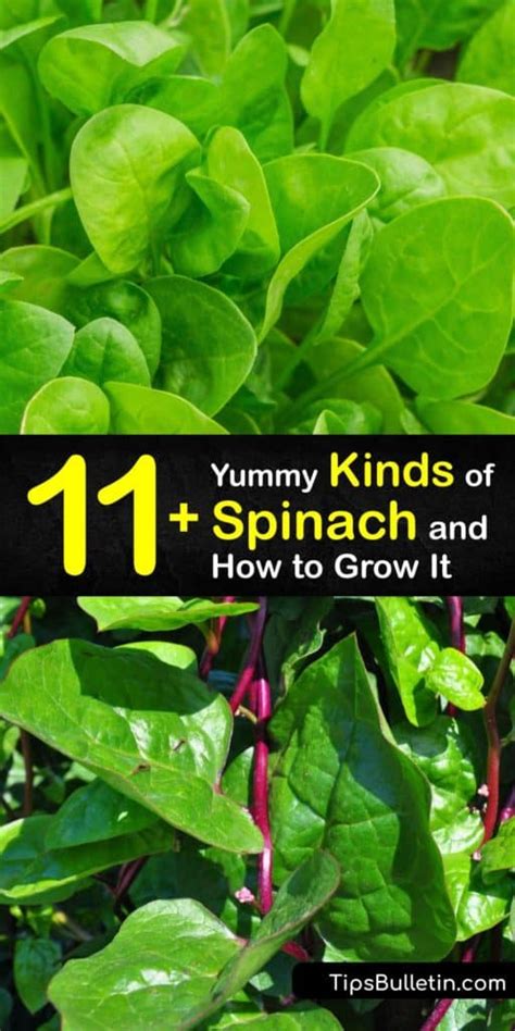 Common Types Of Spinach Learn More About Different Spinach Varieties