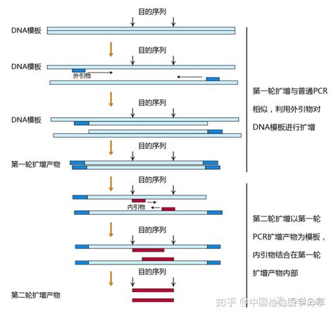 Pcr原理 Pcr分类 引物设计方法 知乎