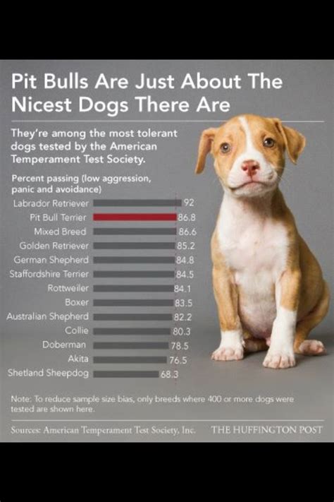 99 Good Facts About Pit Bulls L2sanpiero