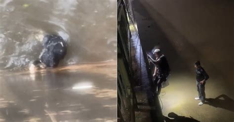 Men Use Harnesses And Ropes To Save Cat Stuck Inside Bedok Reservoir