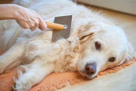 How Long Does Shedding Last Dog