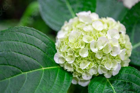 Details Picture Flor Hortensia Verde Abzlocal Mx