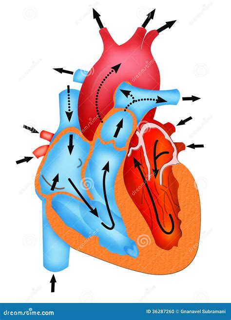 Pathway Of Blood Flow Through The Heart Stock Photo - Image: 36287260